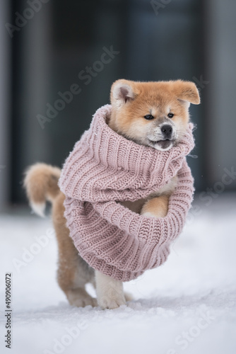Cute akita inu puppy dog in a pink scarf on a blue background  © honey_paws