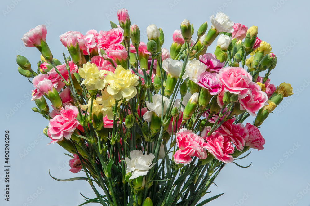 A bouqette colored carnations close up photo made outside with a blue background