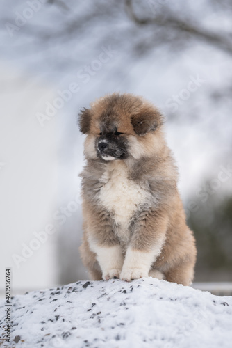 Winter portrait of a cute fluffy akita inu puppy dog © honey_paws