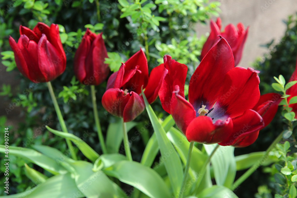 Red tulips in the garden, blurred floral background Red tulips in the garden, blurred floral background
