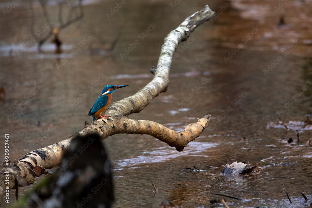 Kingfisher