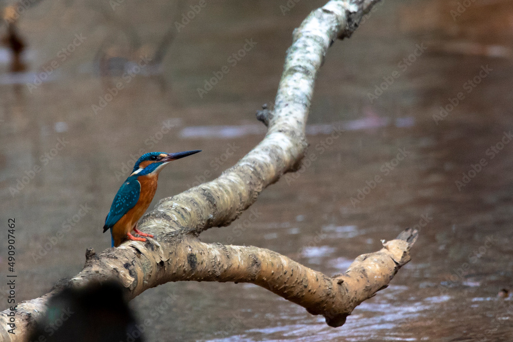 Kingfisher