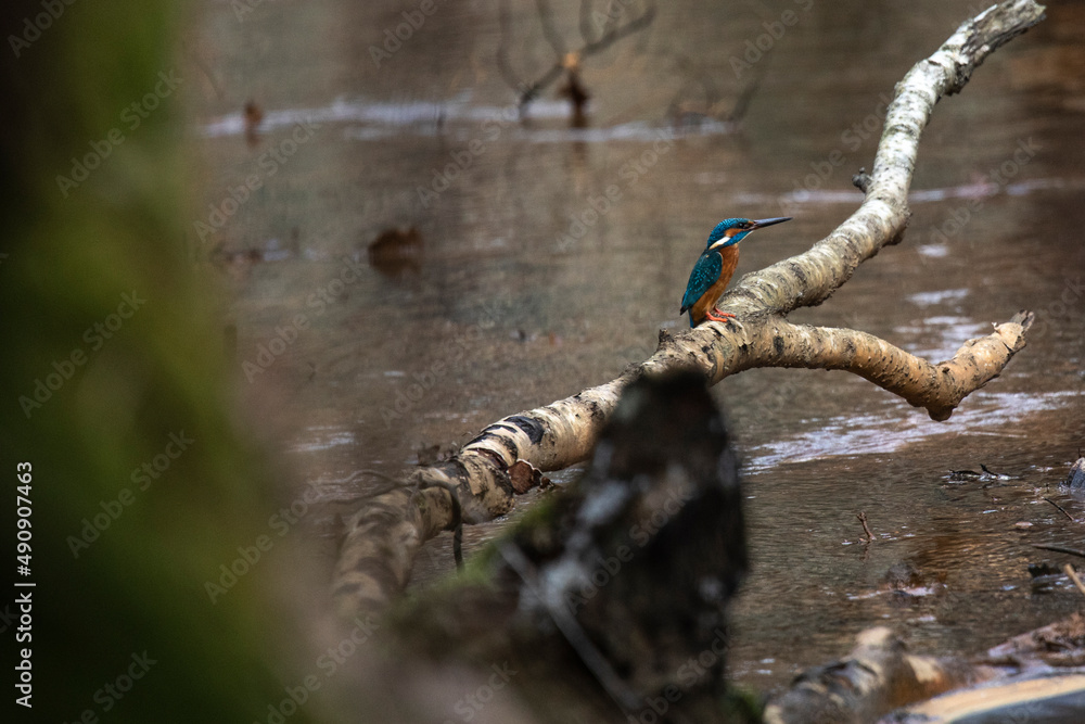 Kingfisher