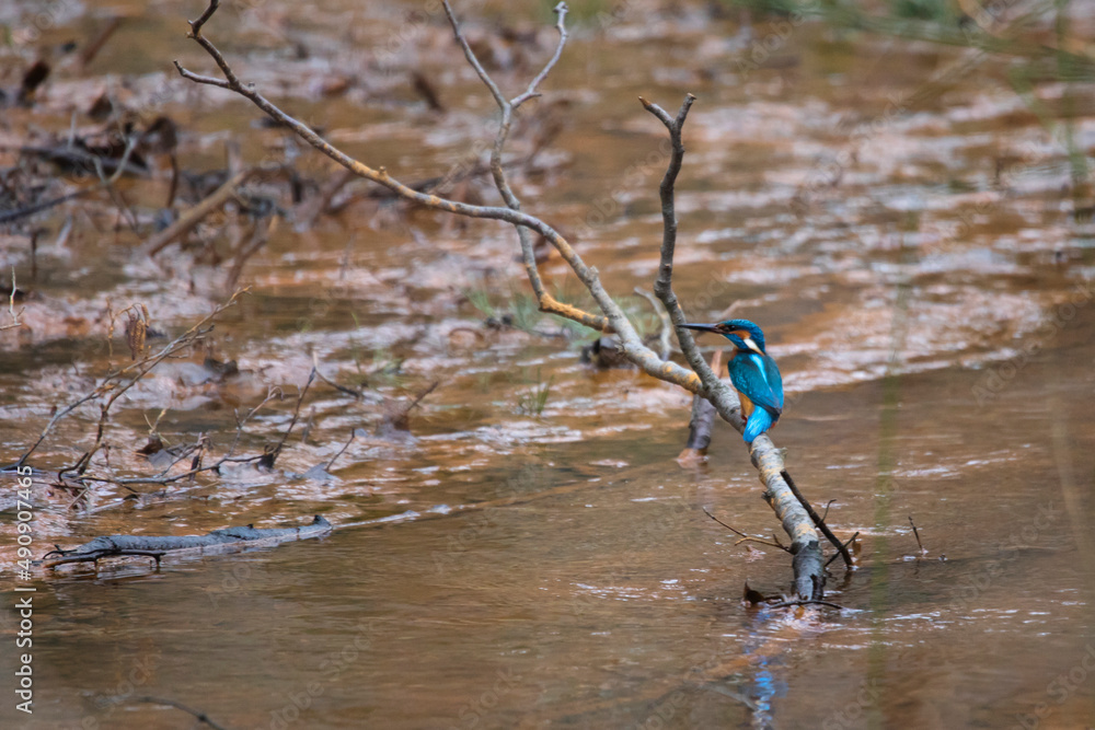 Kingfisher