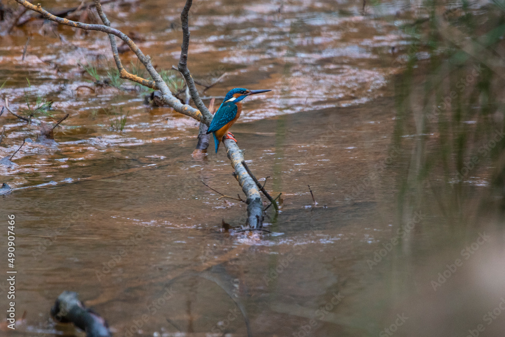 Kingfisher