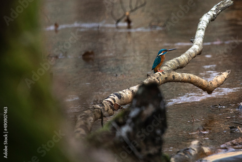 Obraz na płótnie Kingfisher w salonie