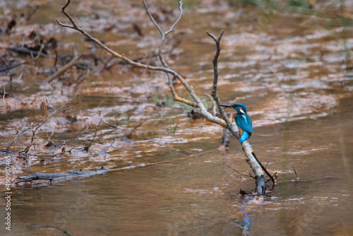Obraz na płótnie Kingfisher w salonie