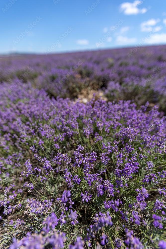 Obraz premium Large spacious lavender field ready for harvest. Lavender flowers against the summer sky.