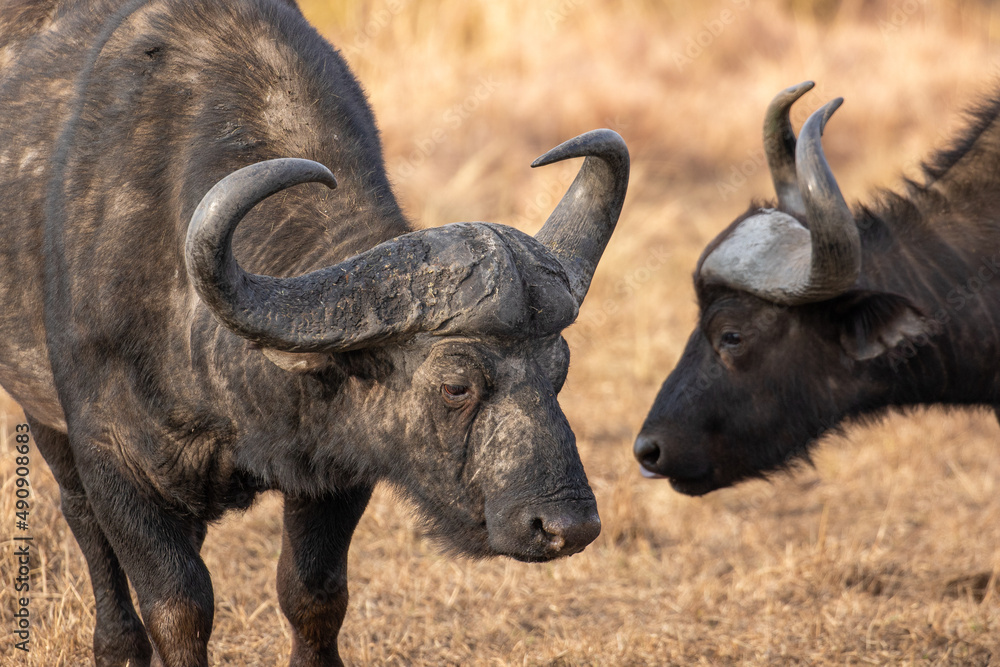 African buffalo, Kruger National Park African buffalo, Kruger National Park