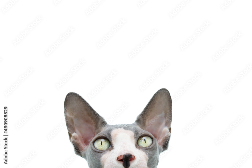 Close-up sphynx cat looking at camera. Isolated on white background Close-up sphynx cat looking at camera. Isolated on white background