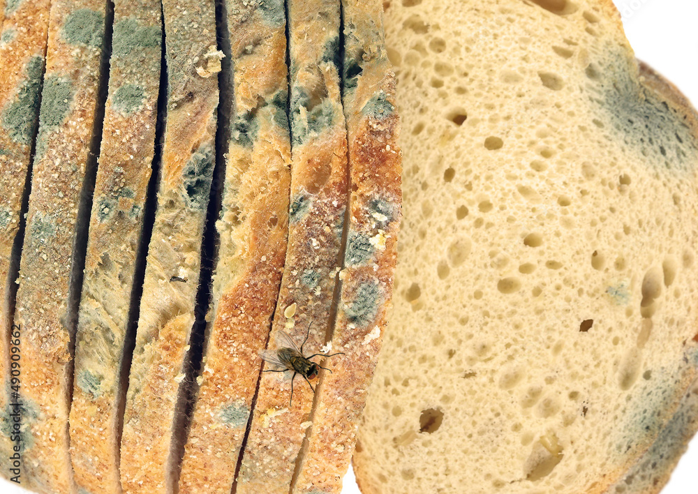 Fotografie Blow fly sitting on moldy bread (Lucilia caesar