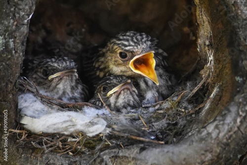 chicks in the nest © Мария Быкова