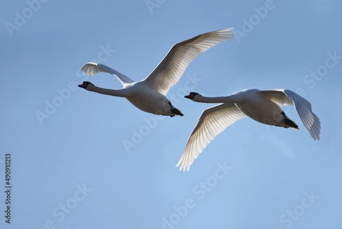 swans in the sky © Мария Быкова