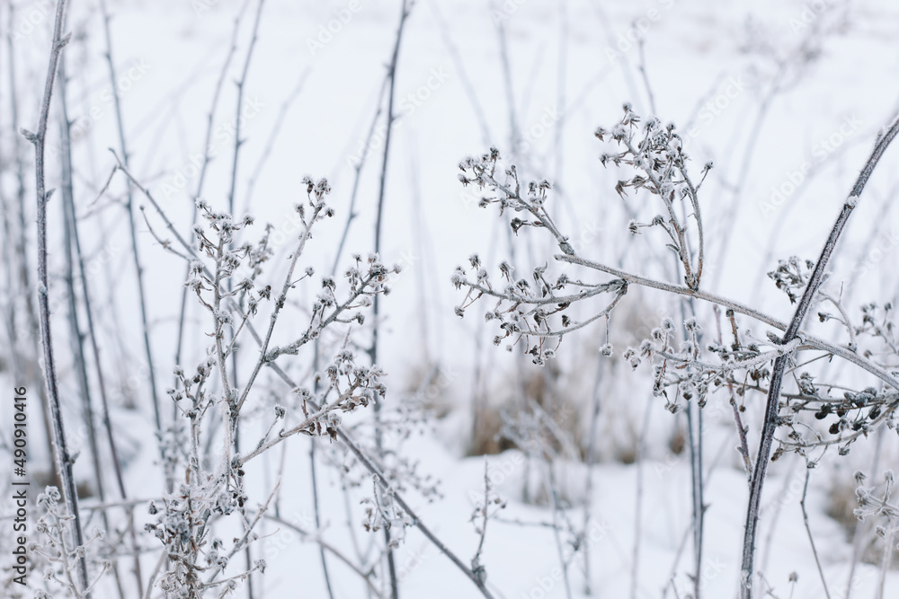 Obraz premium Dry branches of grass and flowers on a winter snowy field. Seasonal cold nature background. Winter landscape details. Wild plants frozen and covered with snow and ice in meadow