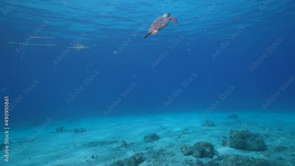 Seascape with Hawksbill Sea Turtle in the coral reef of Caribbean Sea, Curacao Seascape with Hawksbill Sea Turtle in the coral reef of Caribbean Sea, Curacao