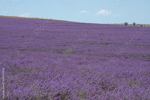 Large spacious lavender field ready for harvest. Lavender flowers against the summer sky.