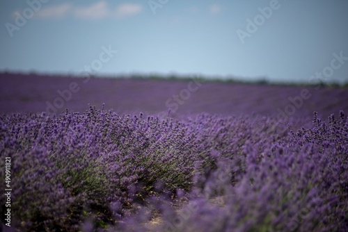 Large spacious lavender field ready for harvest. Lavender flowers against the summer sky.