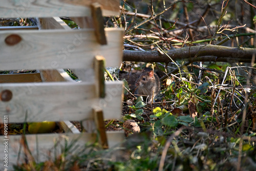 A rat next to a composter in the garden photo