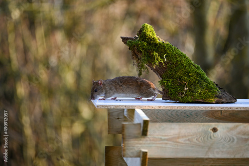 A wild  rat in the garden photo