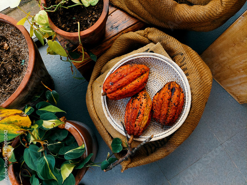 Cacao Fruit