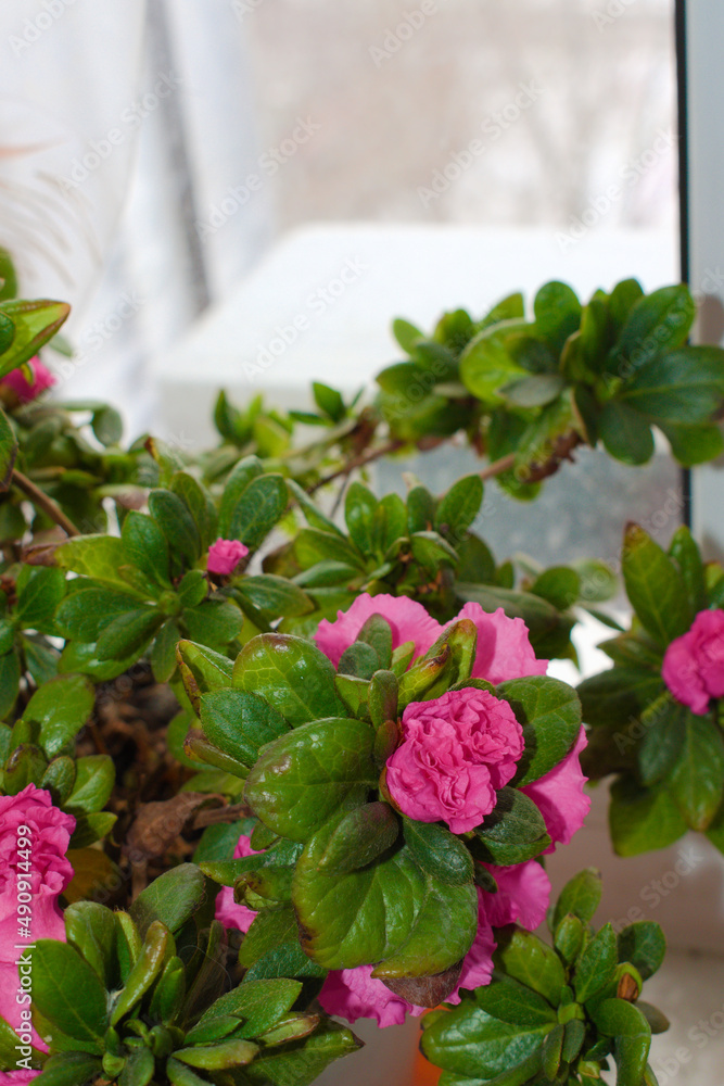 Naklejka premium Pink azalea flowers on the winter windowsill