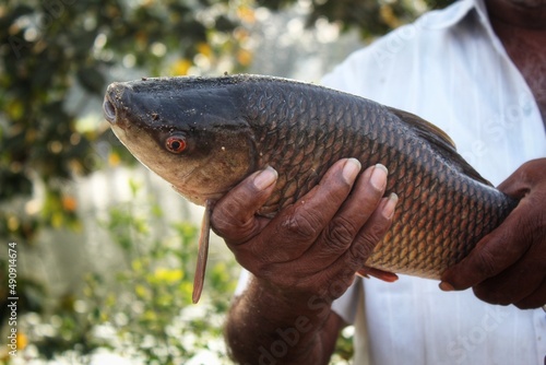 Indian fisherman holding big freshly harvested rohu carp fish in hand in nice blur background