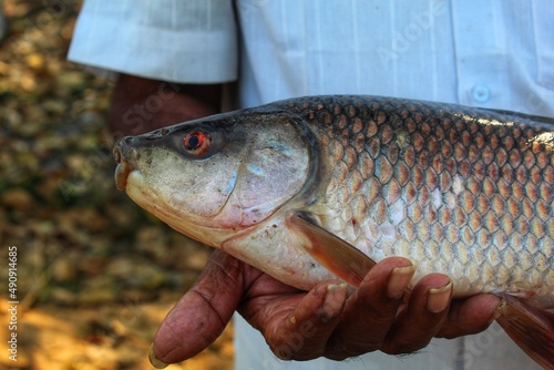 Fototapeta Naklejka Na Ścianę i Meble -  Indian fisherman holding big freshly harvested rohu carp fish in hand in nice blur background