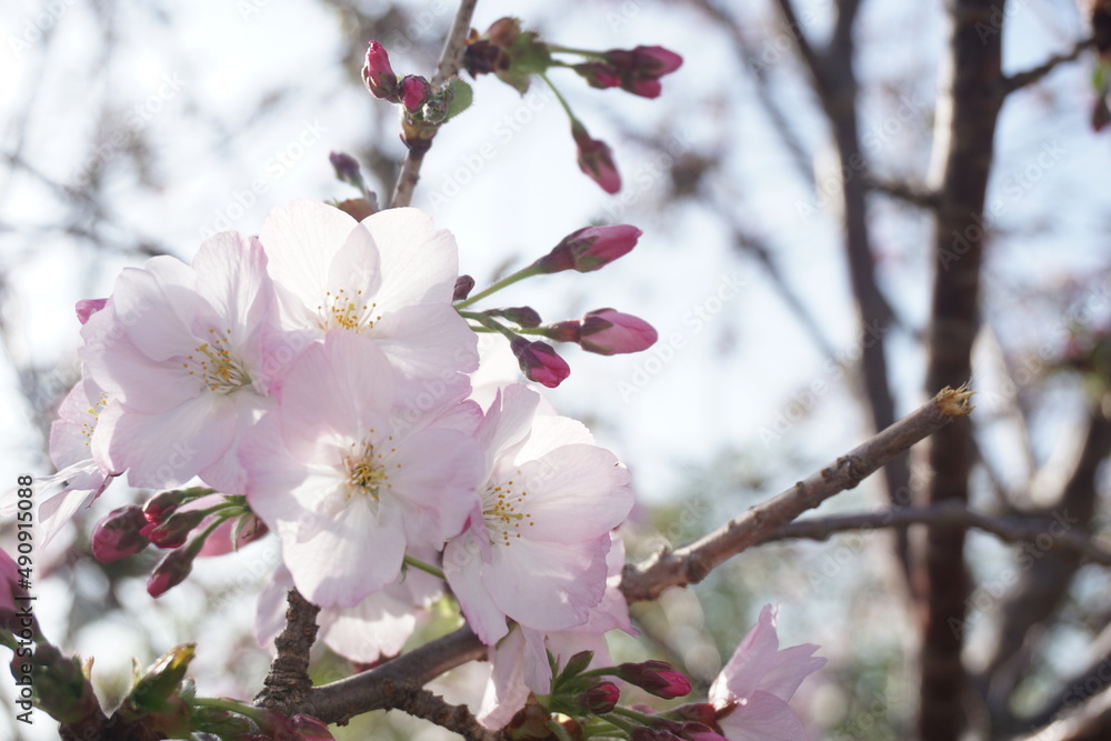 桜 桜