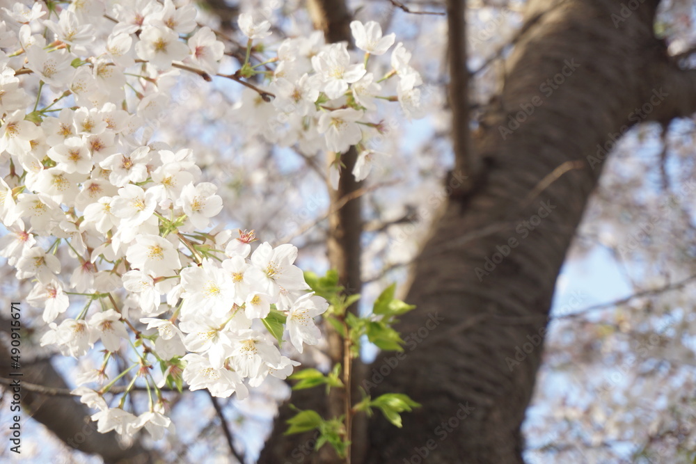 Fototapeta premium 桜