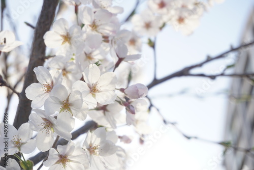 桜 © 豆助