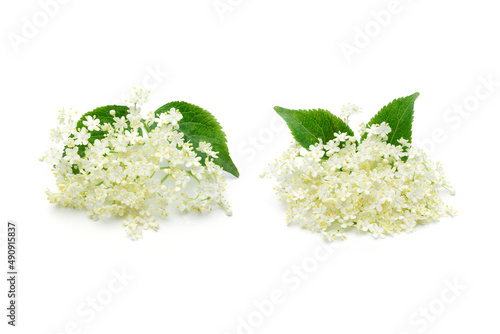 Holunderblüten isoliert auf weißem Hinergrund