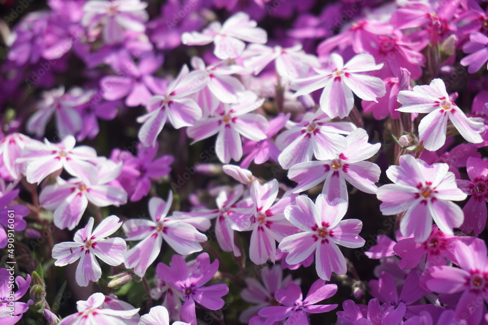 Fototapeta premium 芝桜
