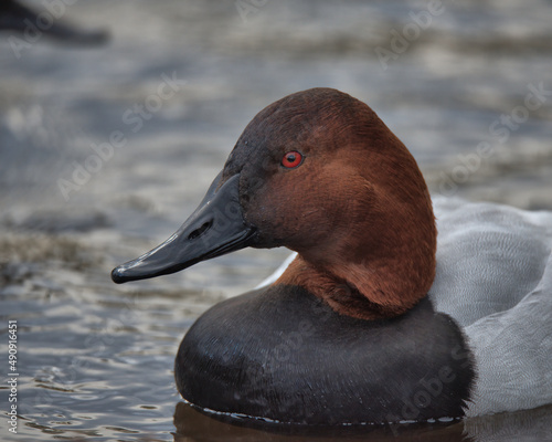 Drake Canvasback duck , (Aythya valisineria) swimming on a pond. photo