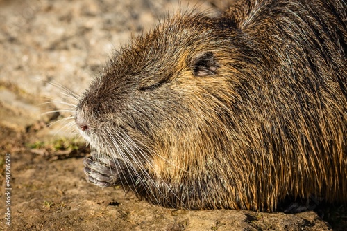 Close up image of a brown coypu on muddy ground with its eyes closed and paws put together holding food looking funny as if praying. Sunny day.