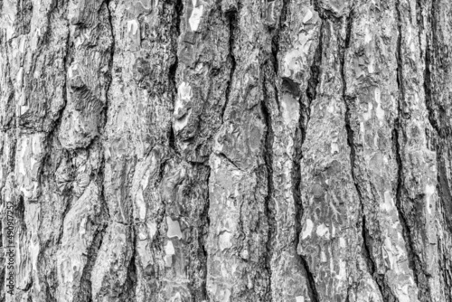 Tree bark background, close-up. Natural trunk textured. Relief texture of tree skin for publication, screensaver, wallpaper, postcard, banner, poster, cover, website