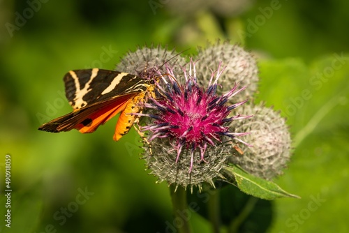 The Jersey tiger, a colorful orange, brown and yellow moth, sitting on a purple and grey woolly burdock flower sucking on nectar on a sunny summer day. Green leaves in the background..