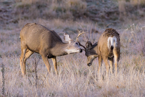 Wild Deer on the High Plains of Colorado. Two young mule deer bucks sparing.
