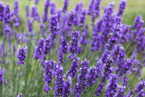 field of lavender  macro photo of lavender