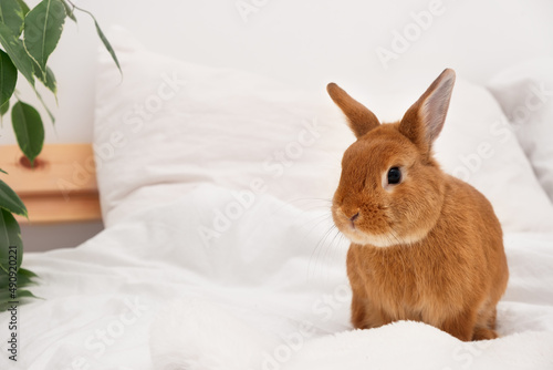 Adorable decorative rabbit bunny sitting on bed in white modern interior, on blanket,looking at camera.Cute,beautiful, funny pet,domestic animal at home