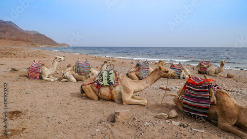 Wonderful camels in Sharm el-Sheikh, Egypt