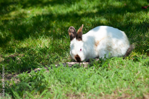 white cute rabbit with brown nose eats grass on the lawn,fluffy pet,easter bunny