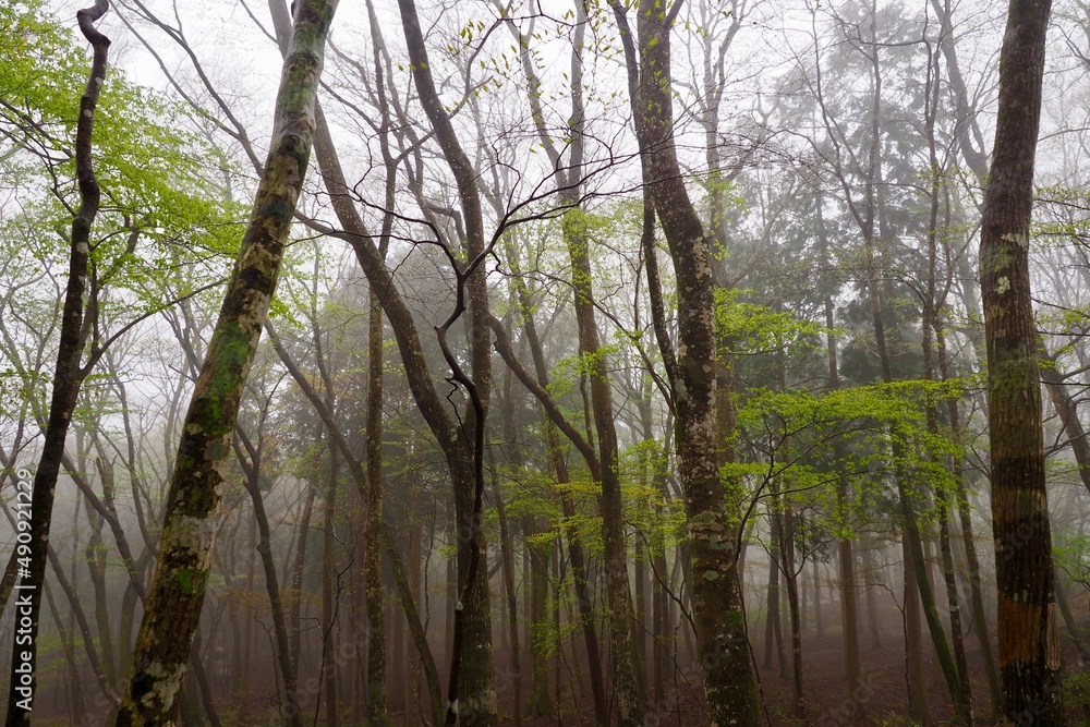 Obraz premium 霧に包まれた幻想的な森