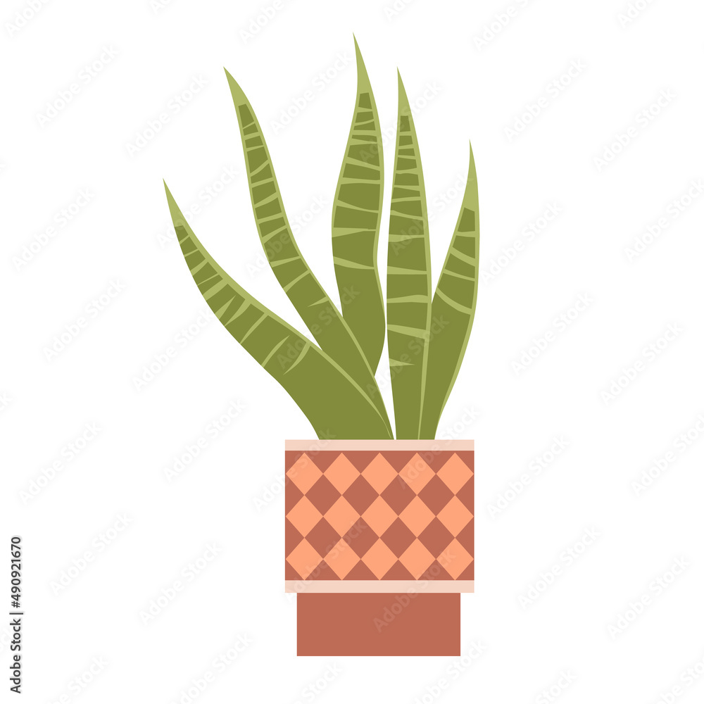 Houseplants Sansevieria in a pot with a pattern. Green houseplants for room and office decor. Element of home decor. Flat vector illustration isolated on white background.