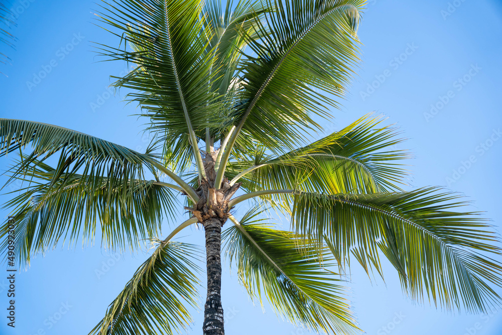 Tropical coconut palmtree and blue sky on background