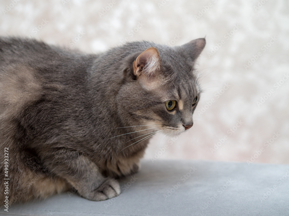 portrait of a gray domestic cat