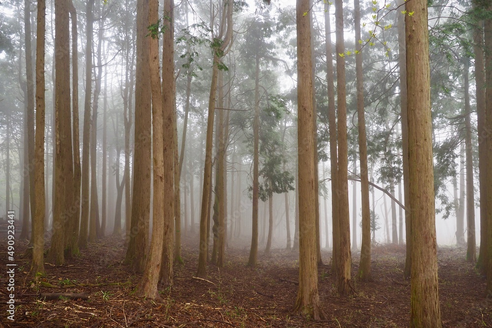 Naklejka premium 霧の森
