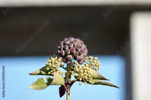 Purple ripe berries of common ivy. Ivy berries are somewhat poisonous to humans, but ivy extracts are part of current cough medicines. High quality photo