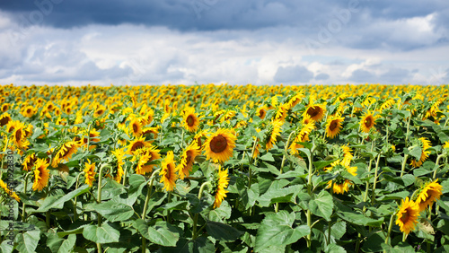 Beautiful yellow sunflowers field before thunderstorm. Love planet concept. Wallpaper.