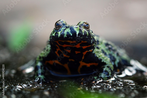 Oriental fire bellied toad, bombina orientalis, animal close-up
