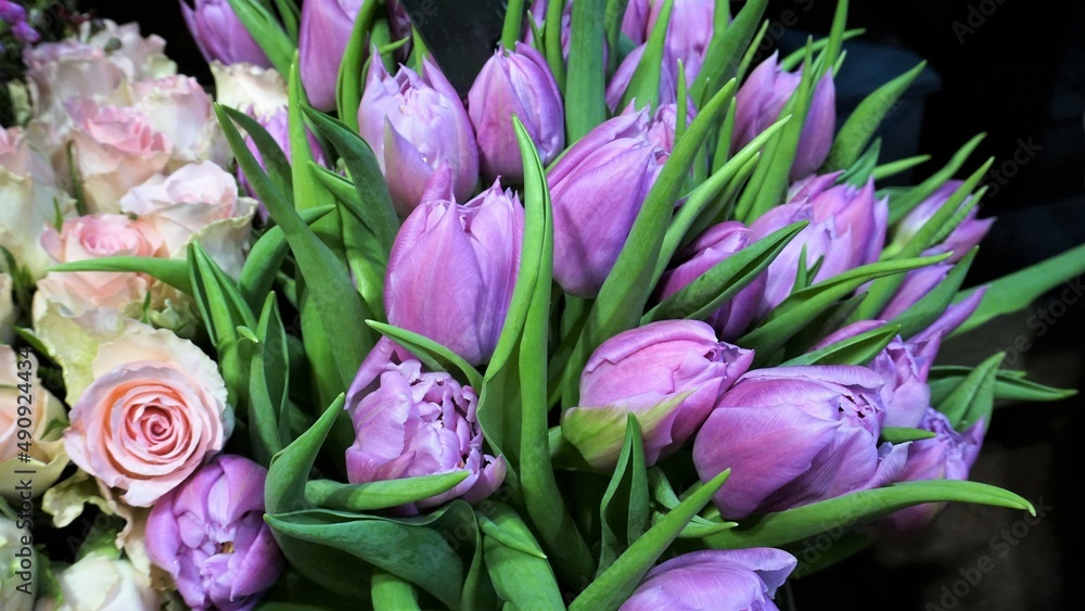 Obraz premium lila Tulpen, Frühlingsblumen, Schnittblumen im Blumenladen